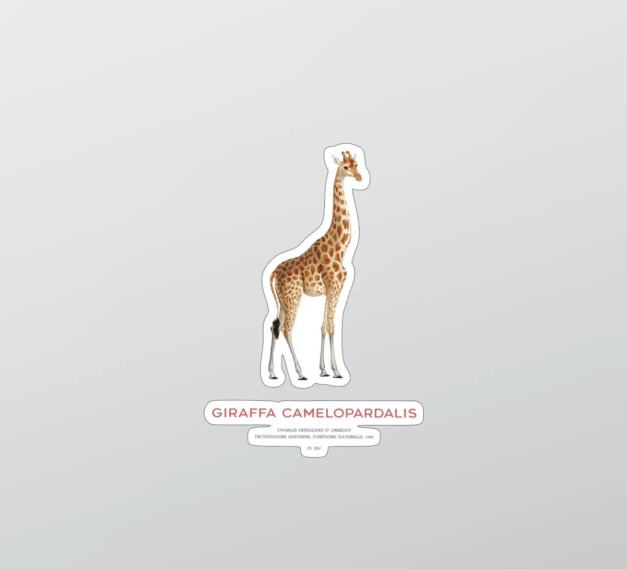 Giraffe or Giraffa Camelopardalis adesivo da Vintagrafica