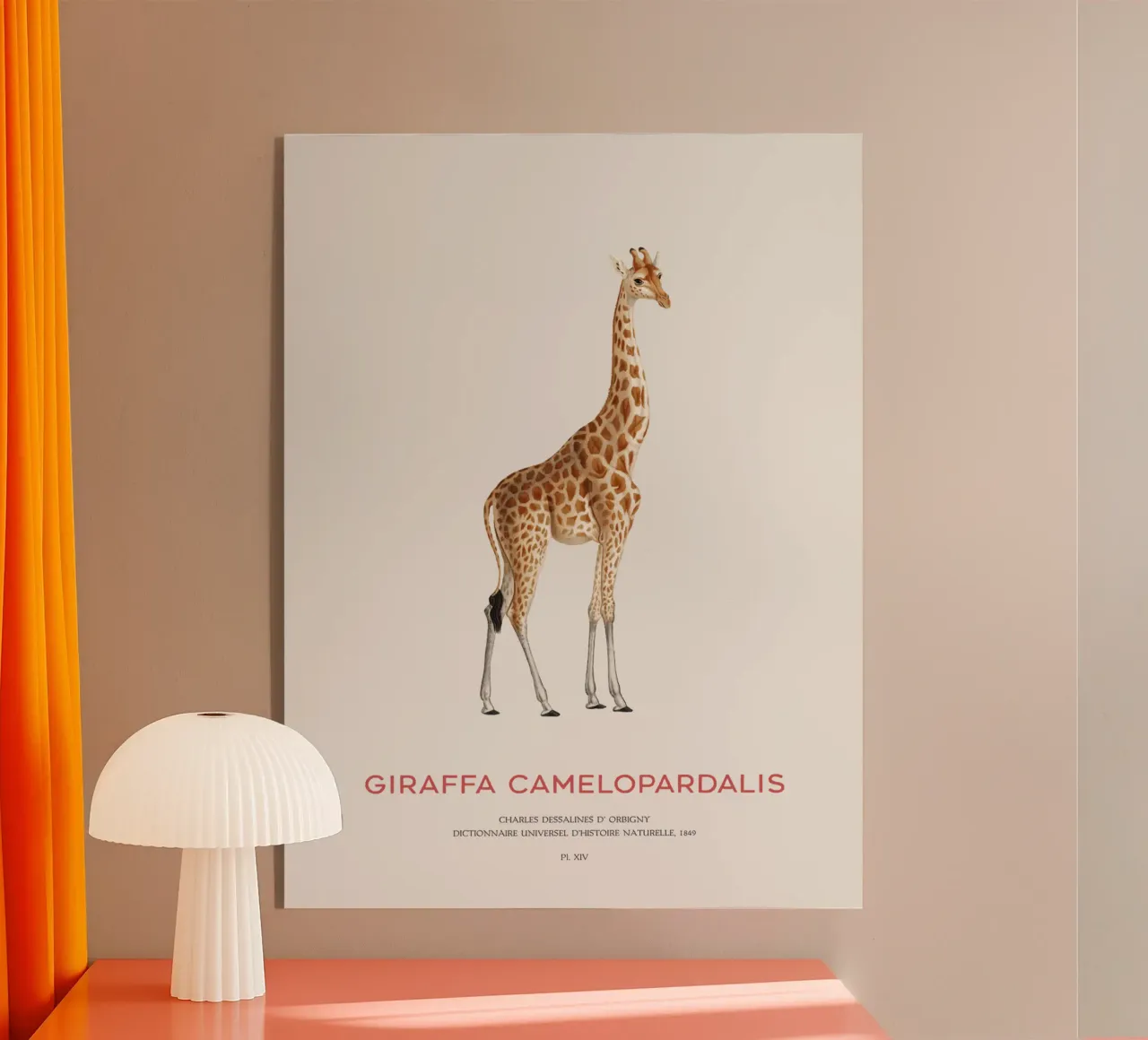 Giraffe or Giraffa Camelopardalis plexiglass da Vintagrafica