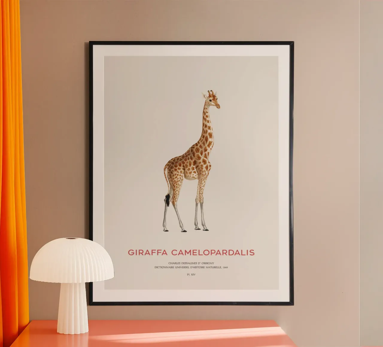 Giraffe or Giraffe Camelopardalis Poster von Vintagrafica