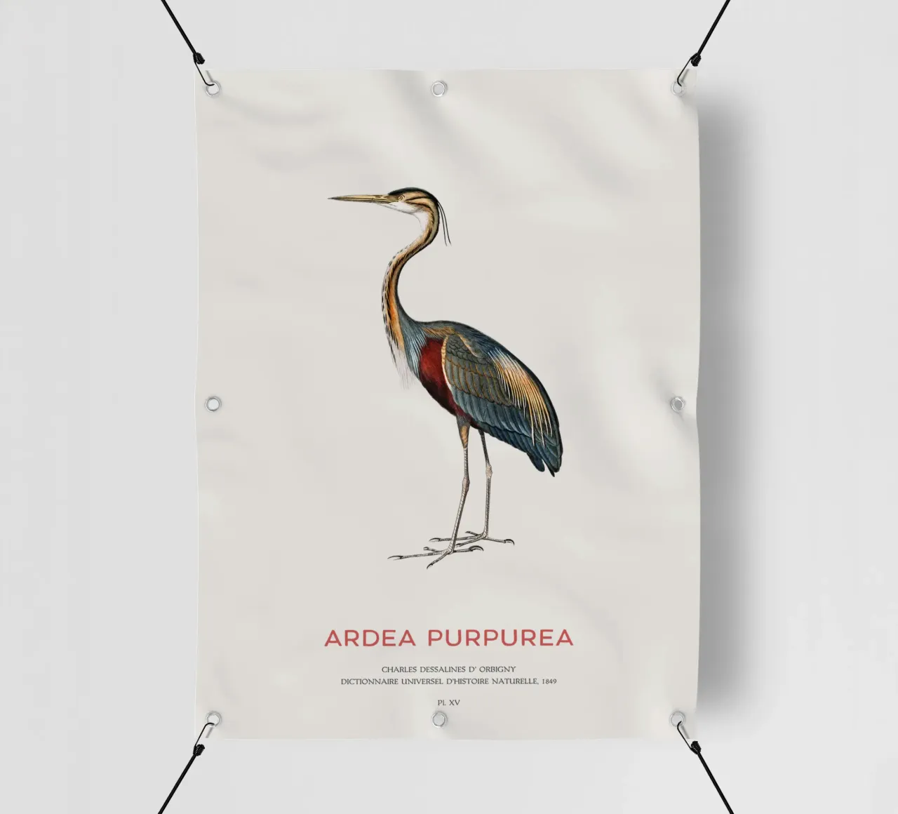 Purple heron or Ardea Purpurea pvc cover by Vintagrafica