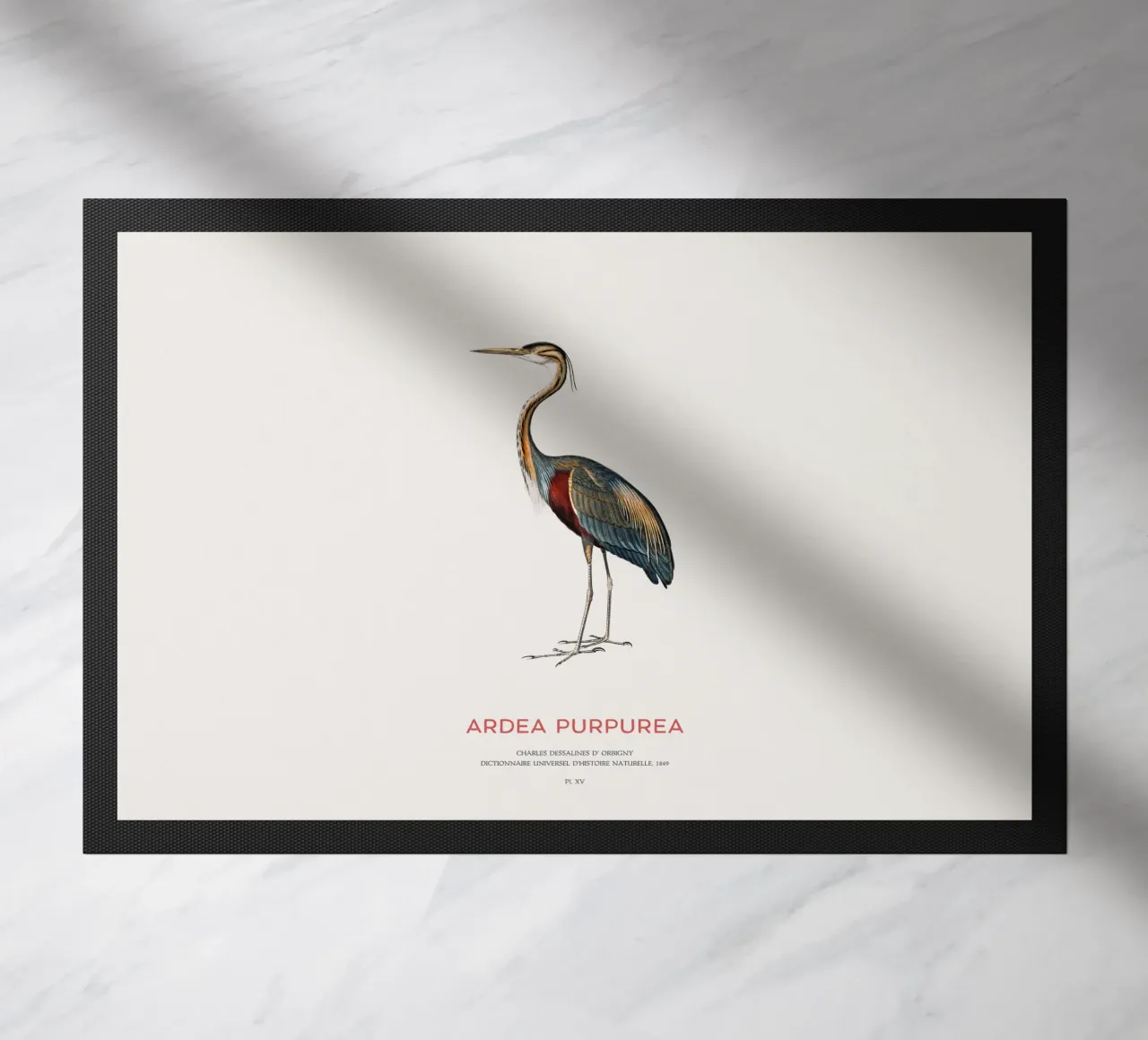 Airone rosso o Ardea purpurea zerbino da Vintagrafica