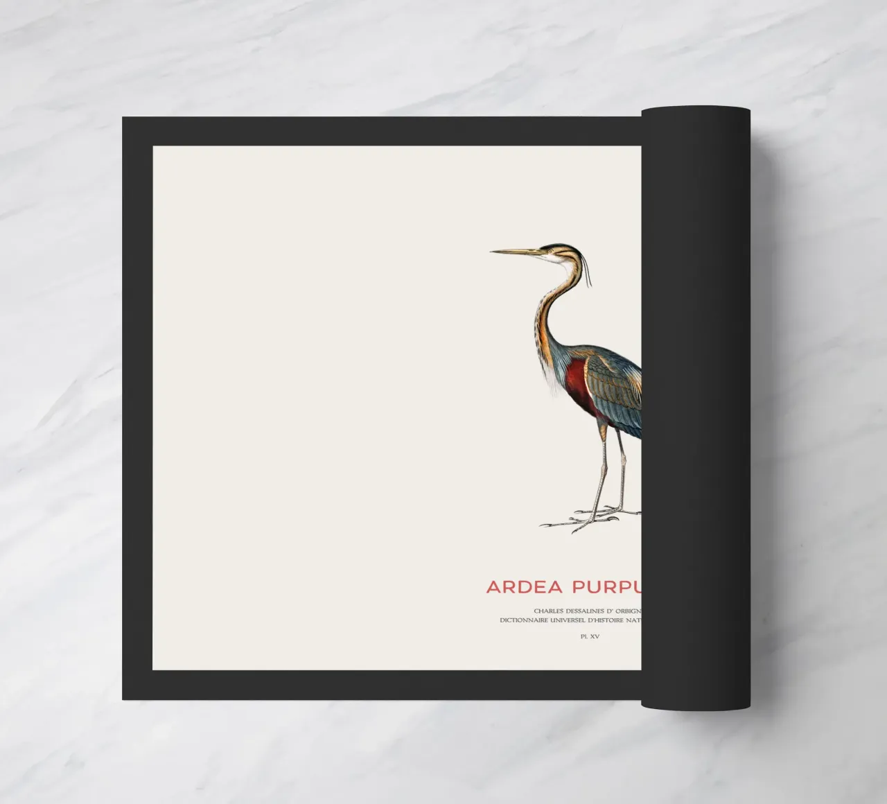 Airone rosso o Ardea purpurea zerbino da Vintagrafica