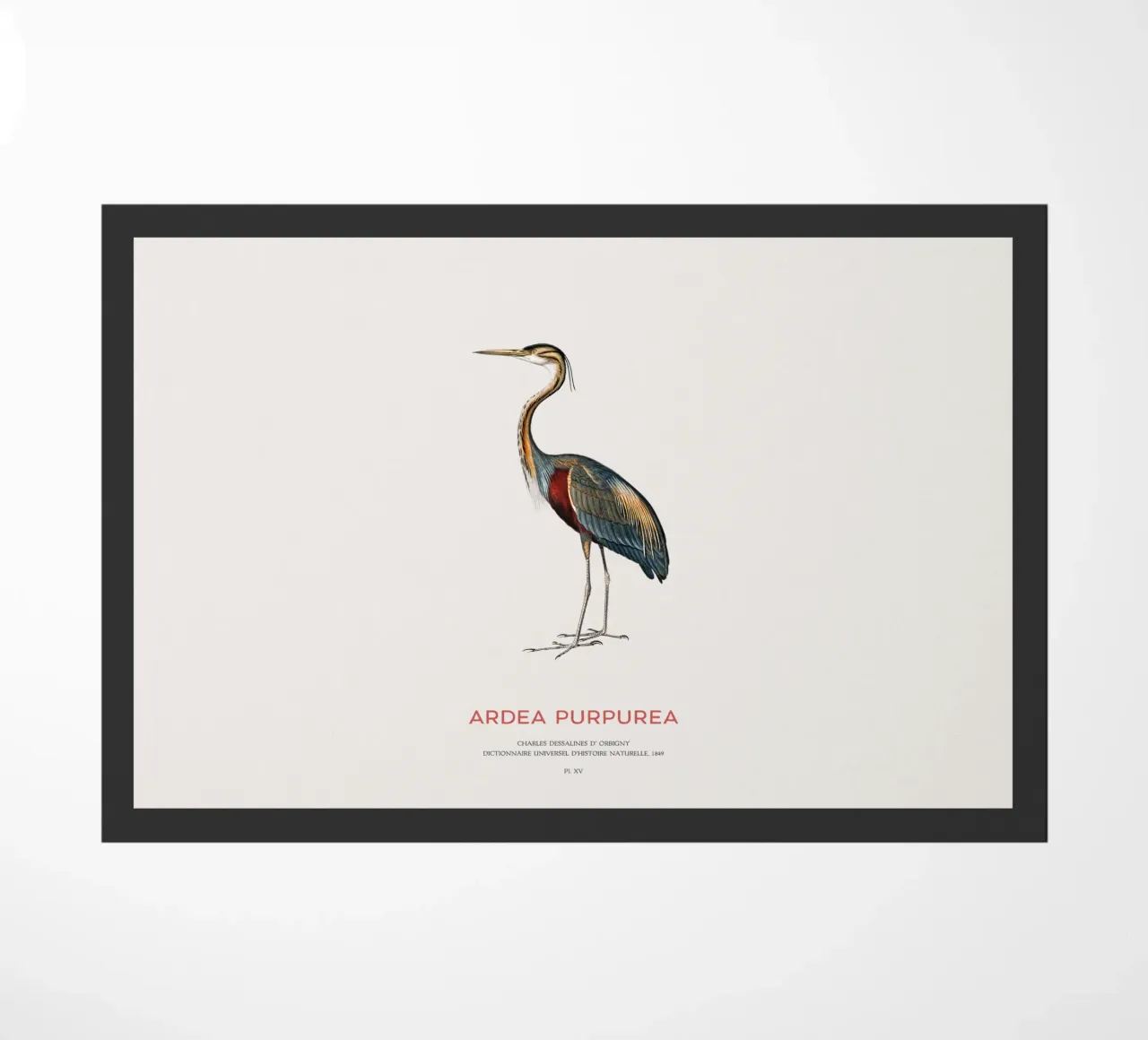 Airone rosso o Ardea purpurea zerbino da Vintagrafica