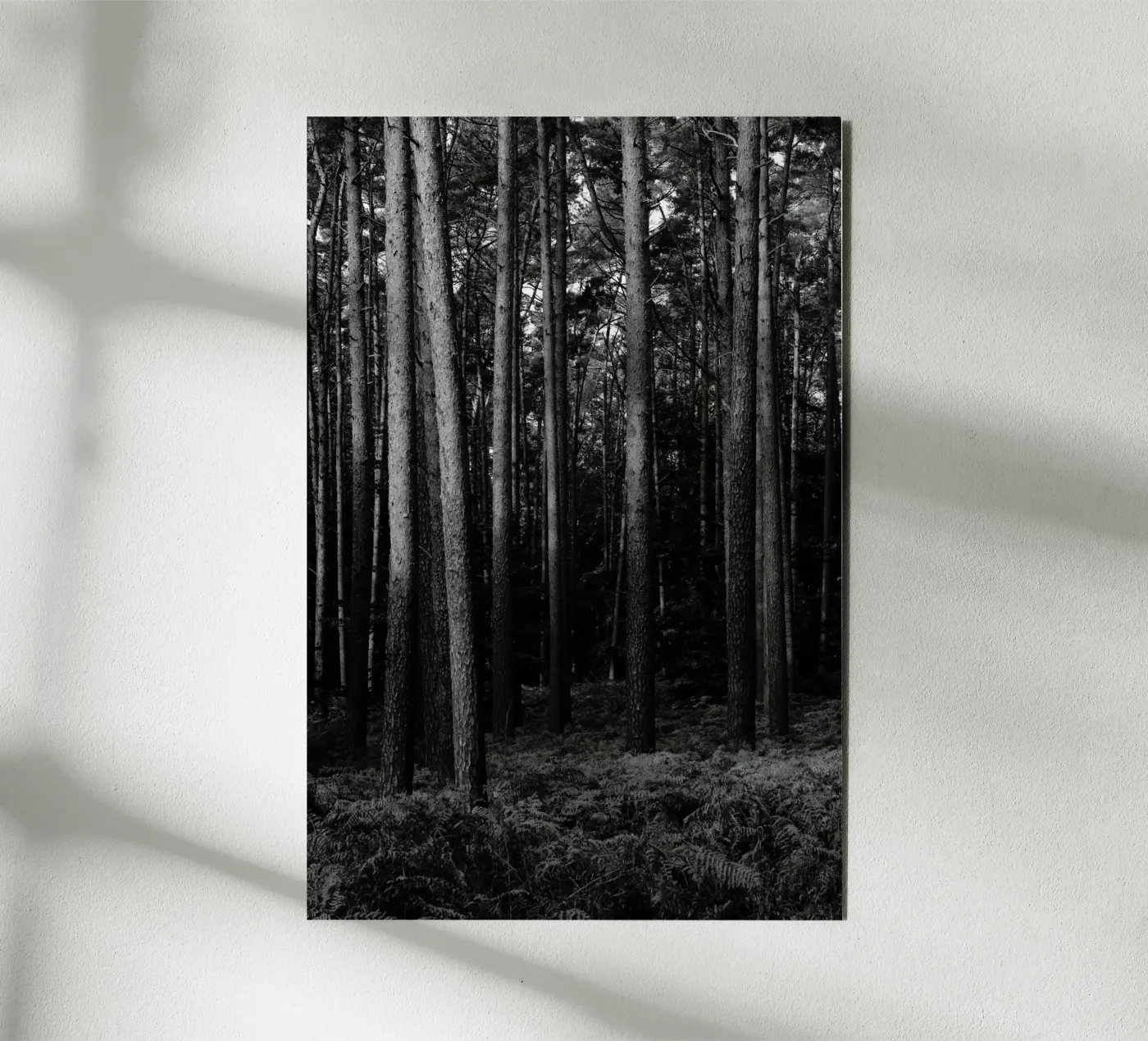 Wald alluminio dibond da eyes & tries