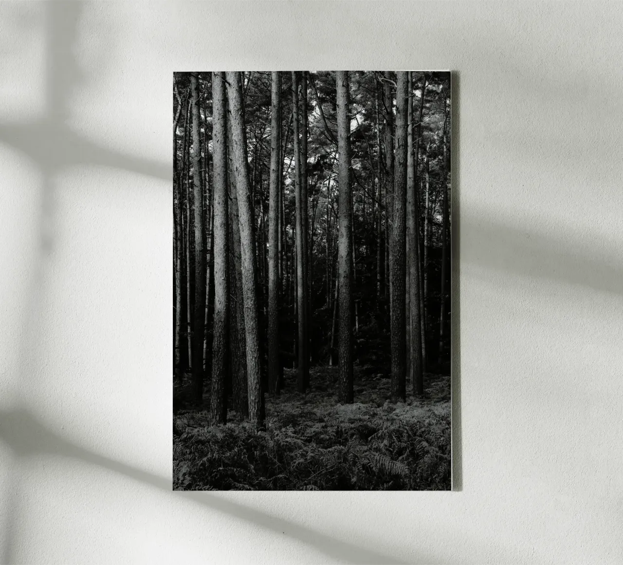 Wald tela da eyes & tries