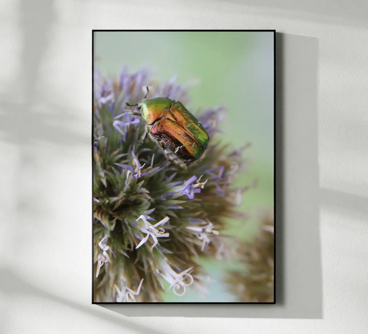 Rosaio plexiglass da eyes & tries