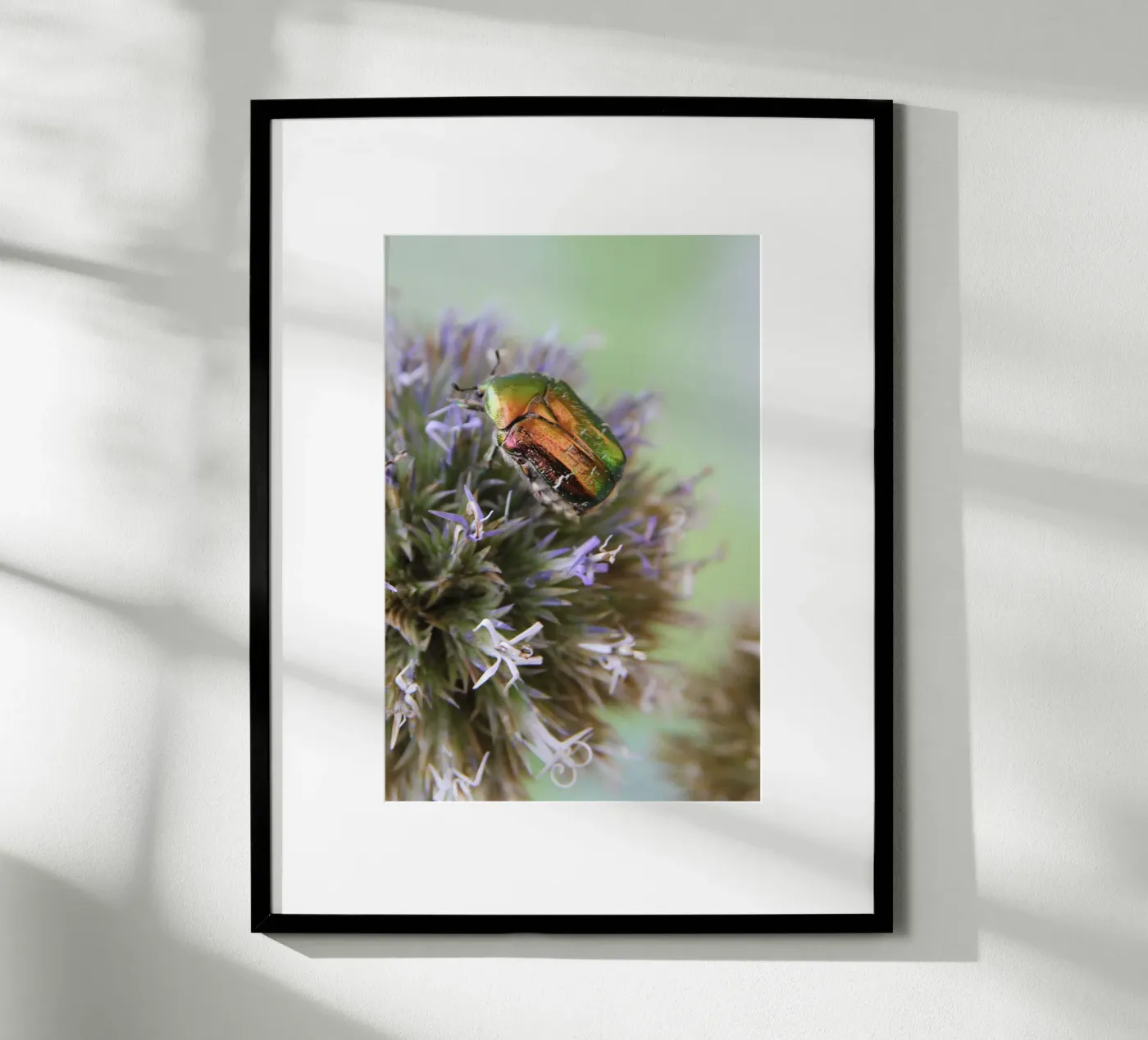 Rose chafer poster da eyes & tries