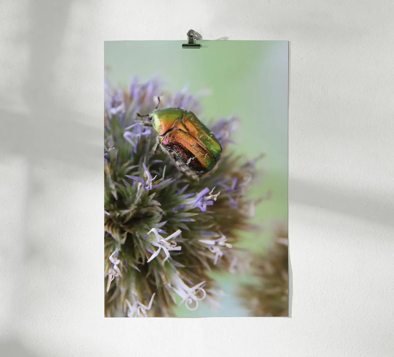 Rosaio poster da eyes & tries