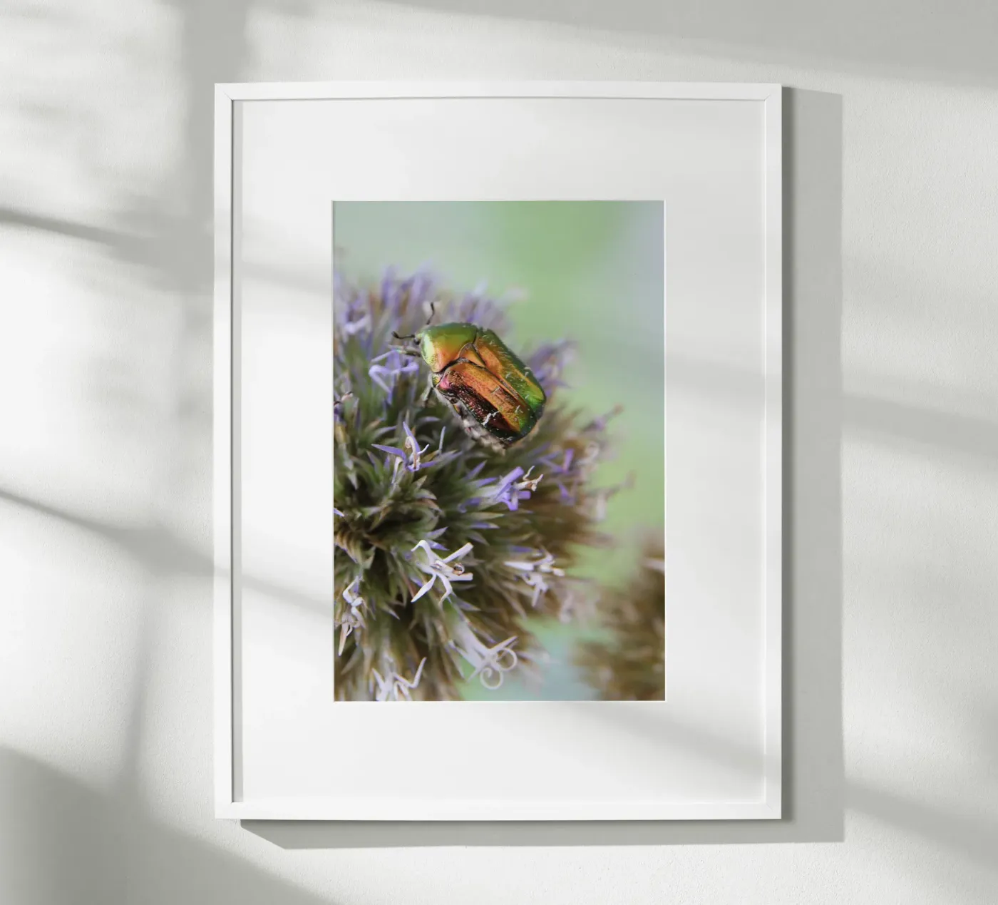 Rose chafer poster da eyes & tries