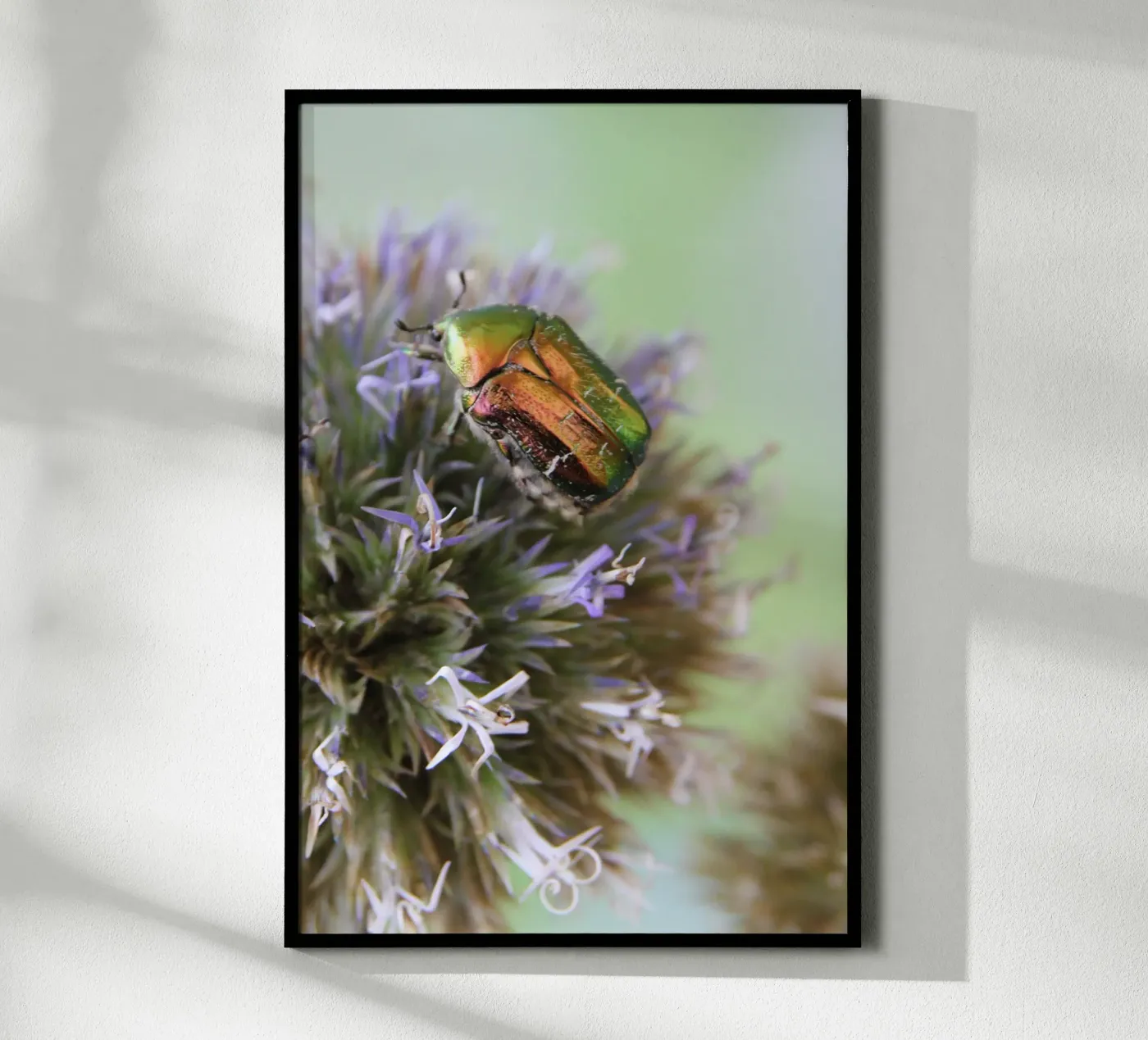 Rose chafer poster da eyes & tries
