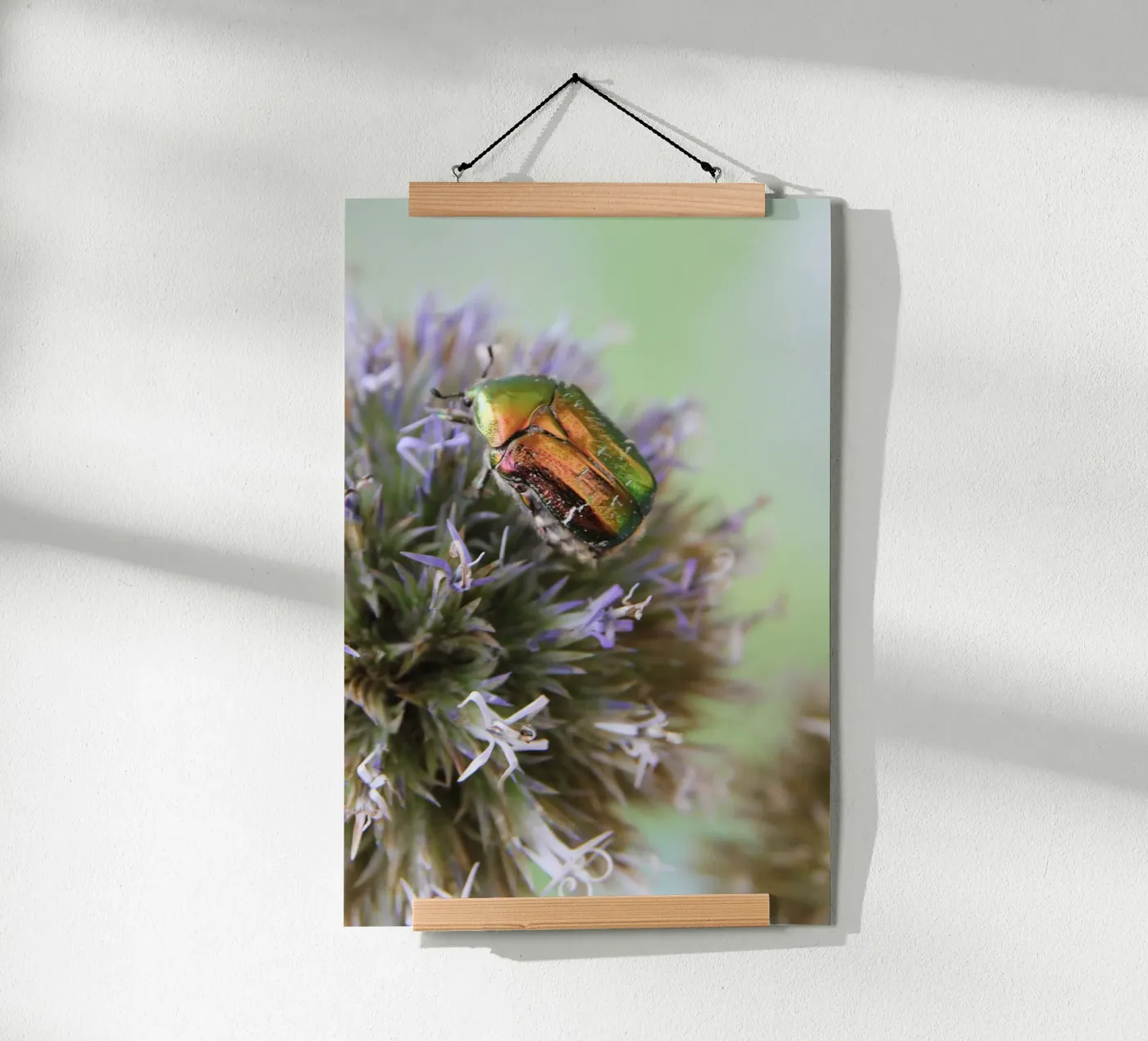 Rose chafer poster da eyes & tries