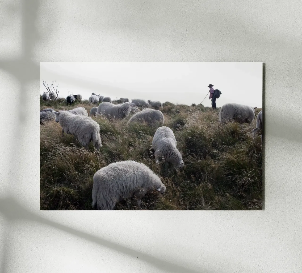 Pastora | Isola di Sylt alluminio dibond da eyes & tries