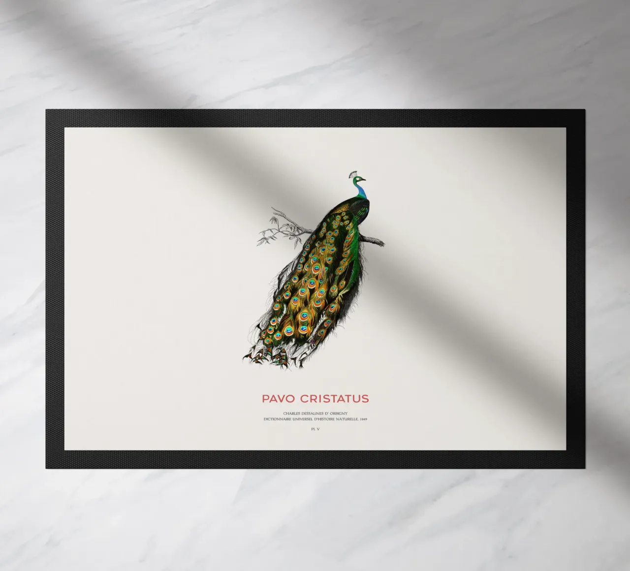 Pavo Cristatus o sordone indiano zerbino da Vintagrafica
