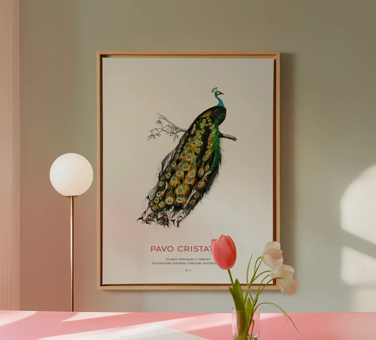 Indischer Pfau oder Pavo Cristatus Leinwand mit Schattenfugenrahmen von Vintagrafica
