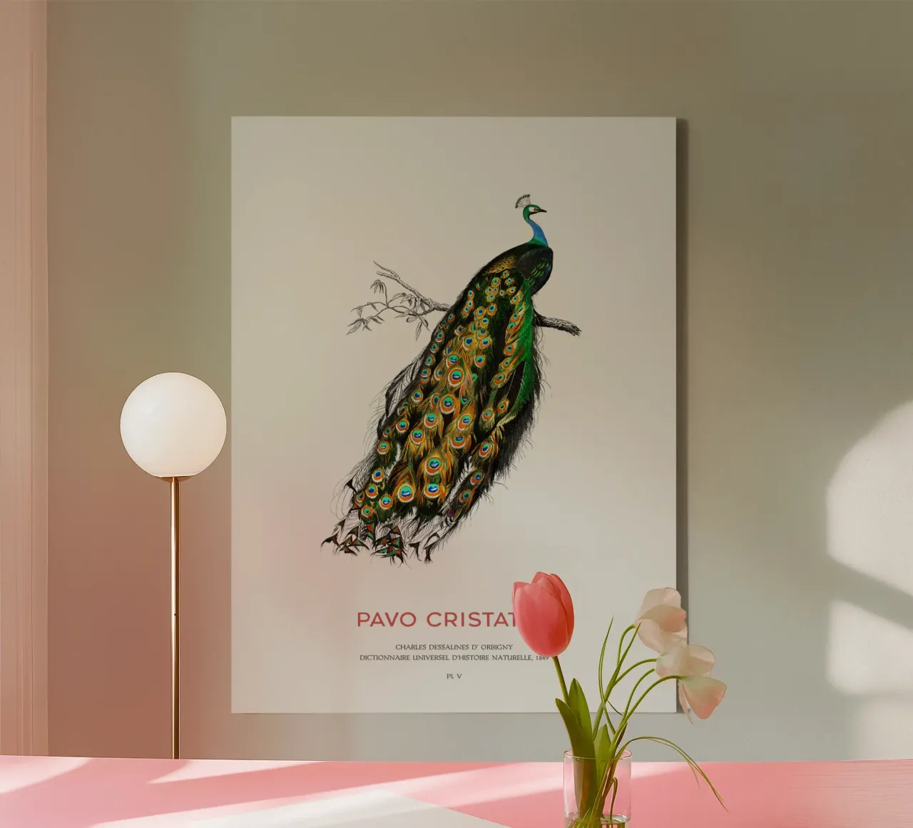 Indischer Pfau oder Pavo Cristatus Leinwand mit Schattenfugenrahmen von Vintagrafica