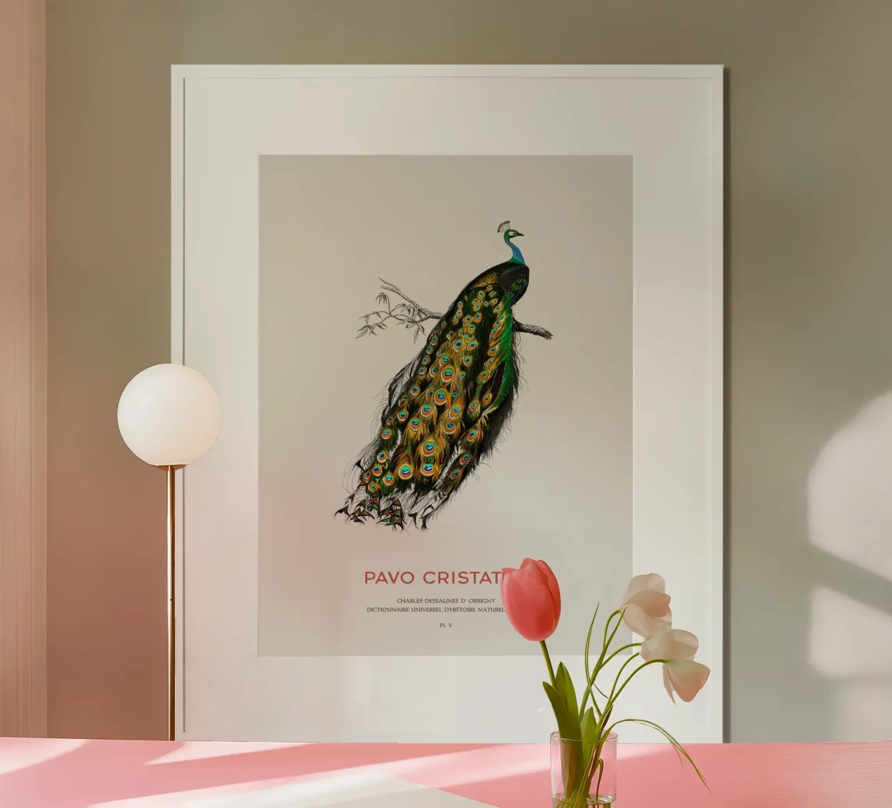 Indischer Pfau oder Pavo Cristatus Hahnemühle von Vintagrafica