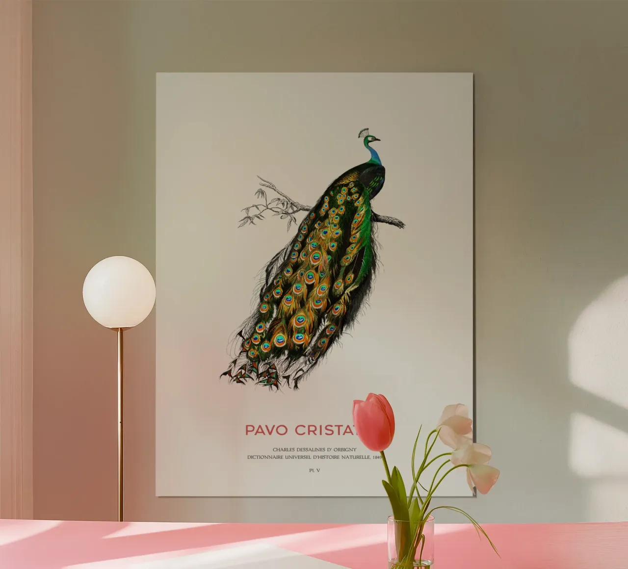 Indischer Pfau oder Pavo Cristatus Hahnemühle von Vintagrafica