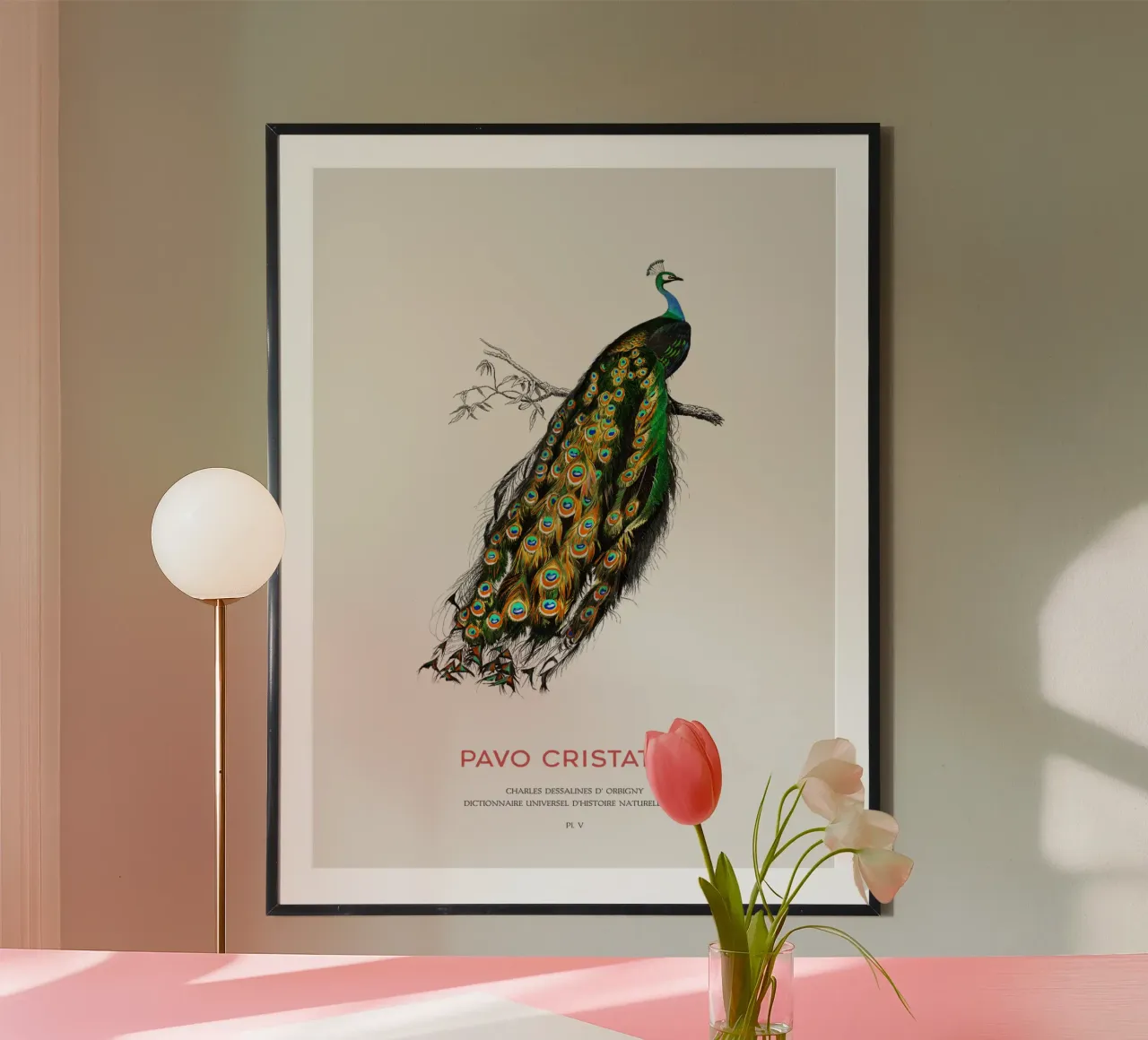 Indischer Pfau oder Pavo Cristatus Hahnemühle von Vintagrafica