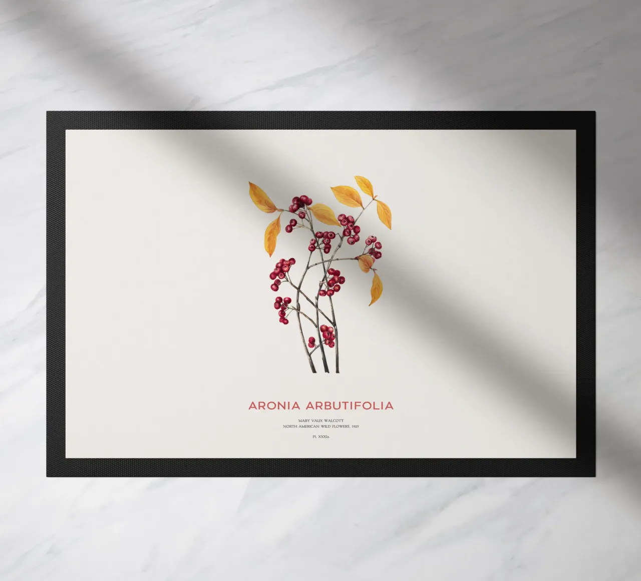 Aronia rossa o Arbutifolia zerbino da Vintagrafica