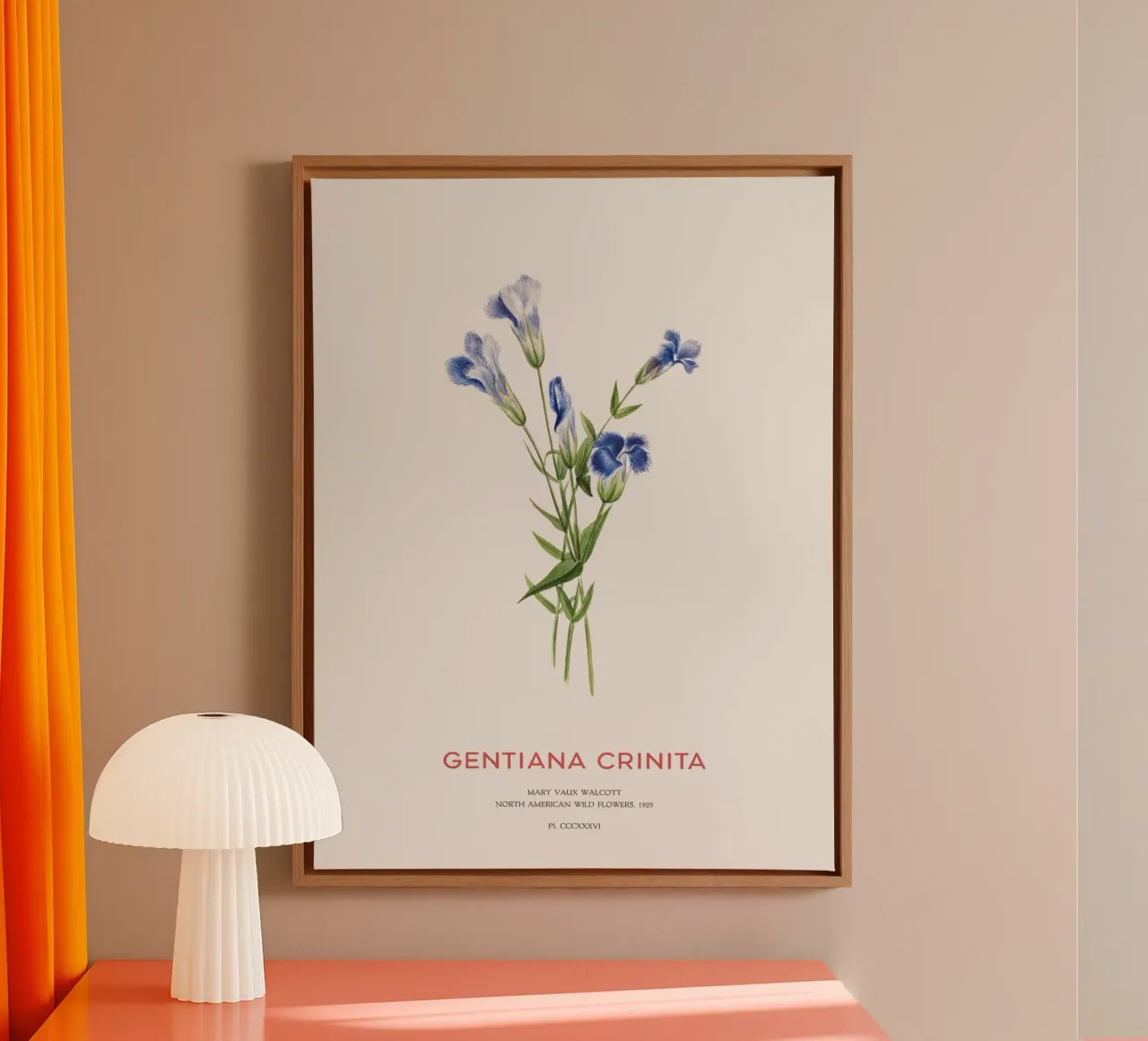 Blauer Enzian oder Gentiana Crinita Leinwand mit Schattenfugenrahmen von Vintagrafica