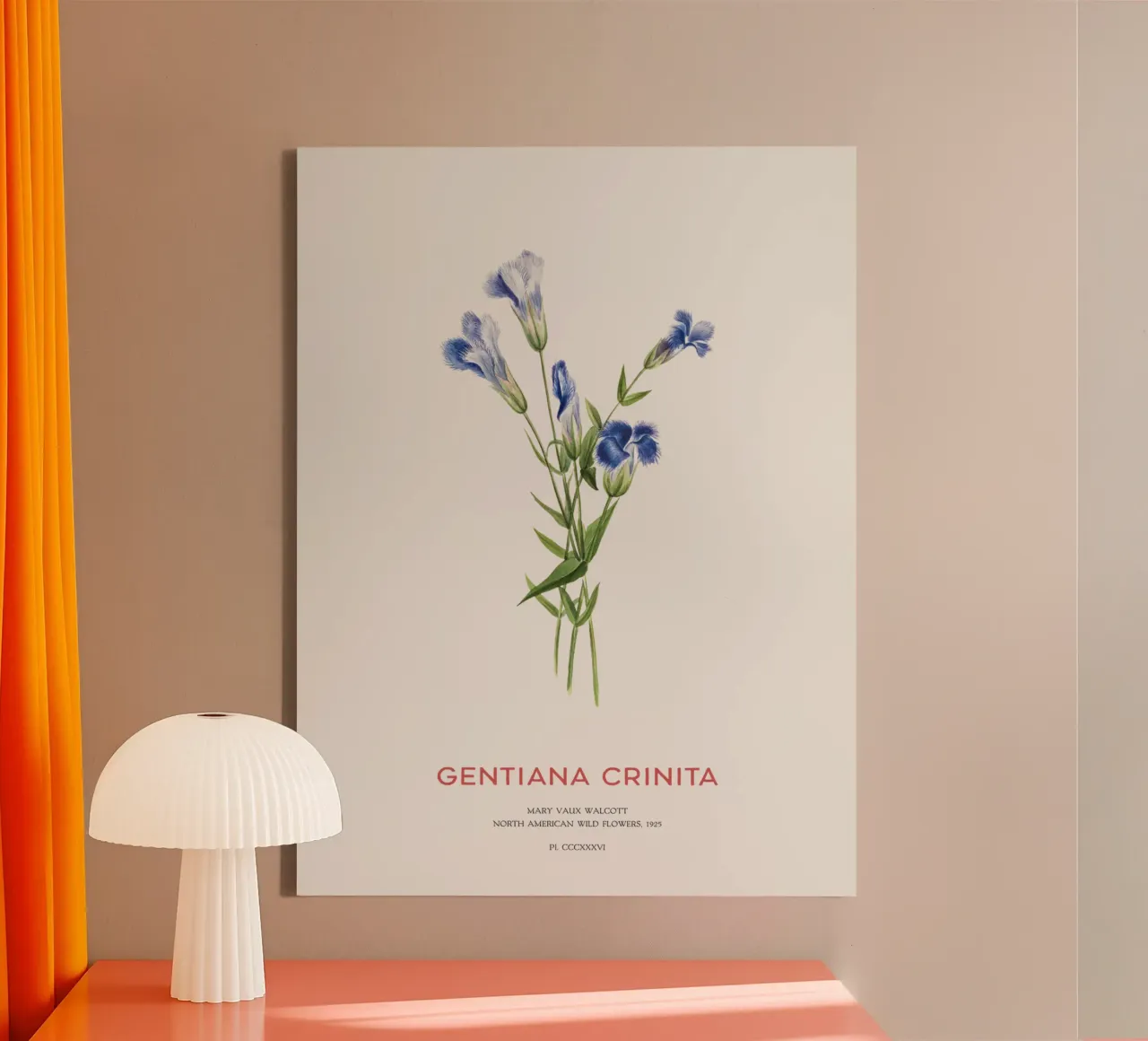 Blauer Enzian oder Gentiana Crinita Leinwand mit Schattenfugenrahmen von Vintagrafica