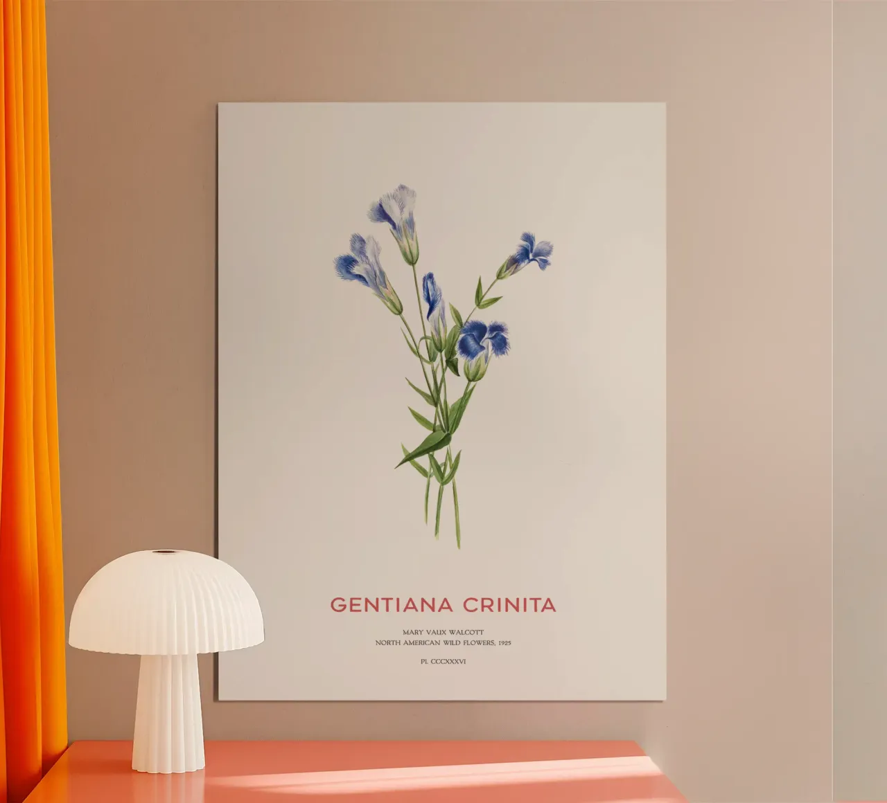 Blauer Enzian oder Gentiana Crinita Poster von Vintagrafica