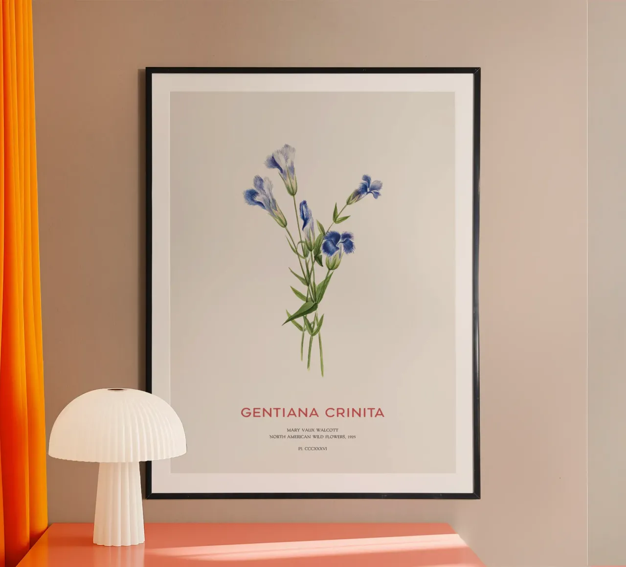 Blauer Enzian oder Gentiana Crinita Poster von Vintagrafica