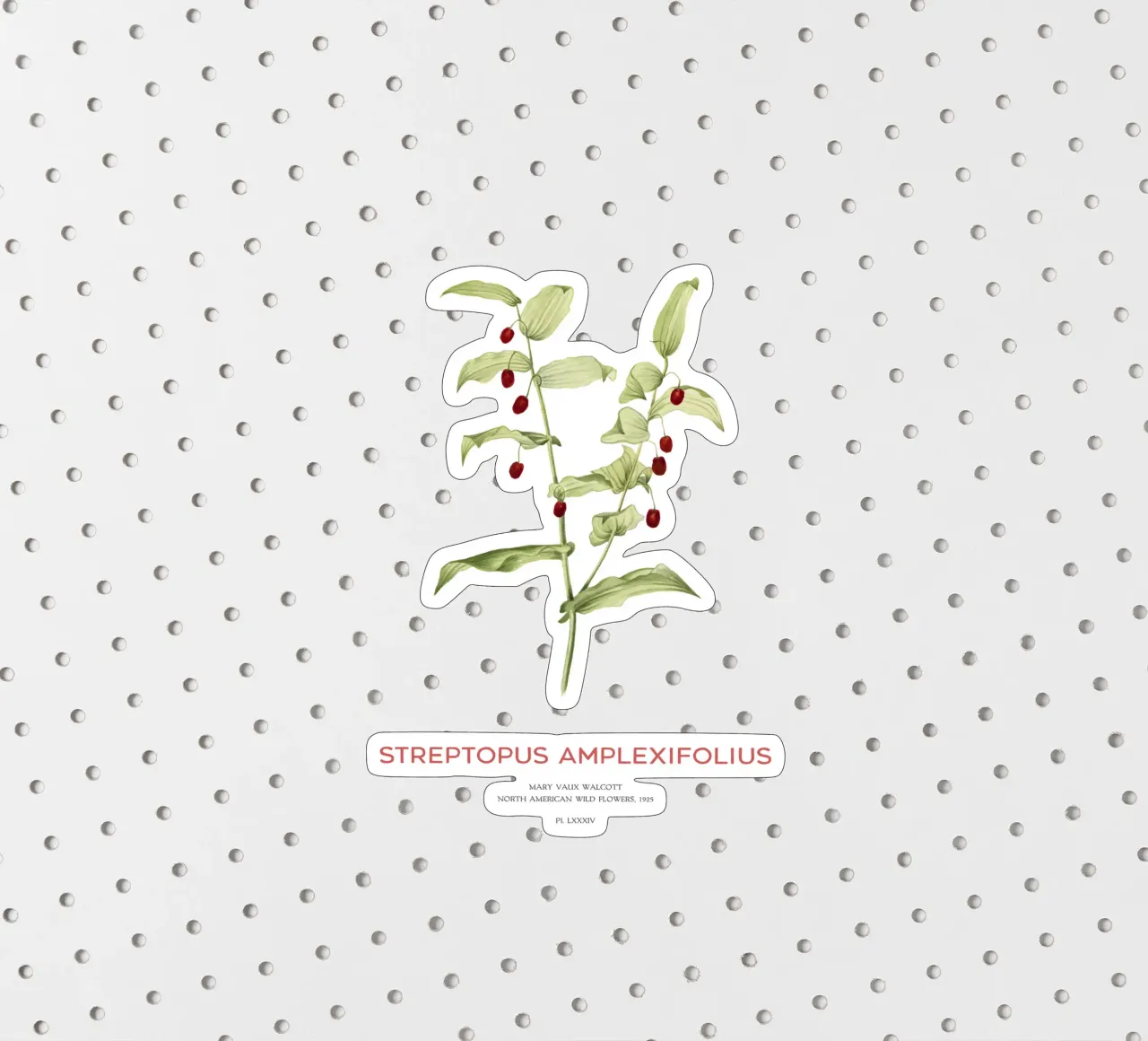 Twistedstalk oder Streptopus Amplexifolius Sticker von Vintagrafica
