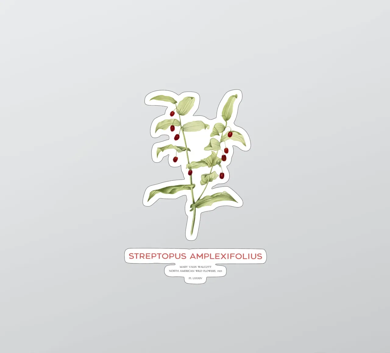 Twistedstalk oder Streptopus Amplexifolius Sticker von Vintagrafica