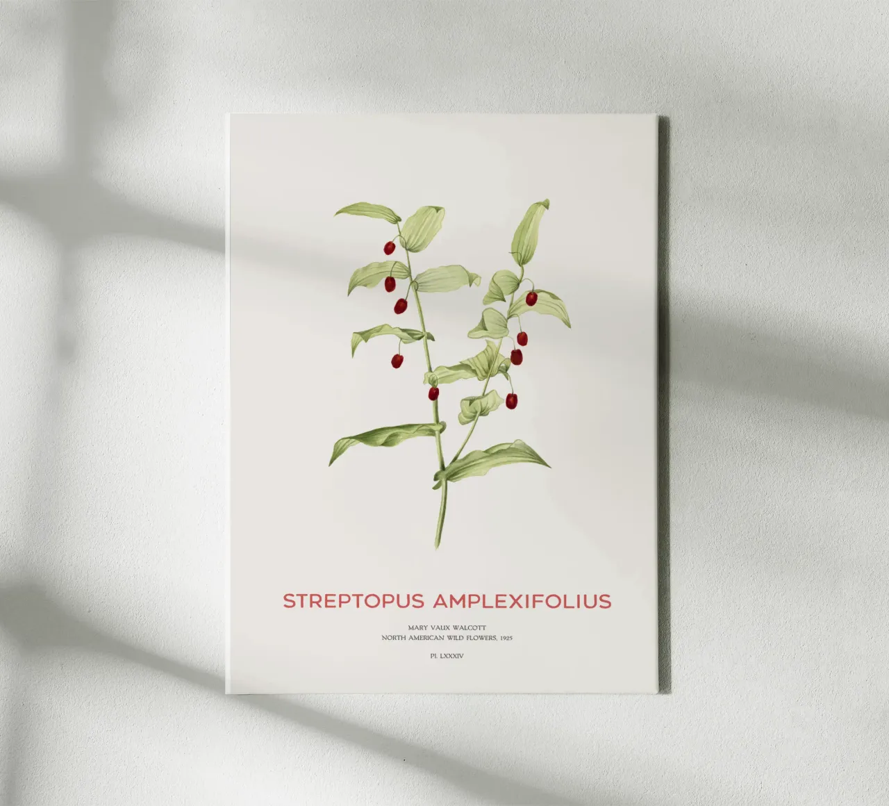 Twistedstalk or Streptopus Amplexifolius canvas by Vintagrafica