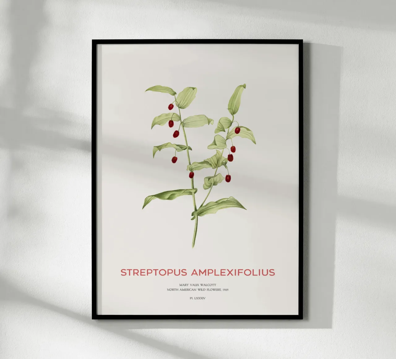 Twistedstalk oder Streptopus Amplexifolius Hahnemühle von Vintagrafica