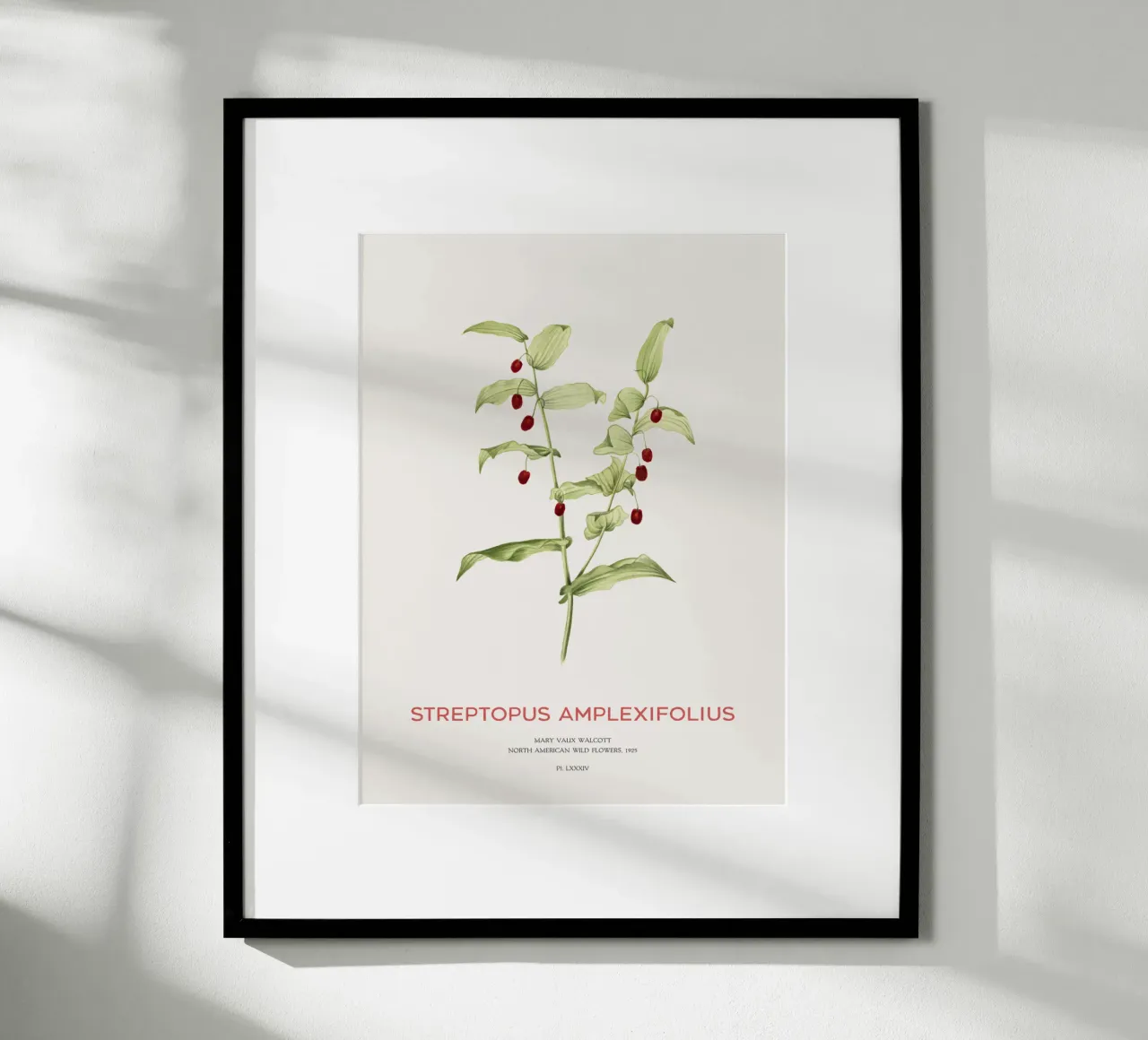 Twistedstalk oder Streptopus Amplexifolius Hahnemühle von Vintagrafica