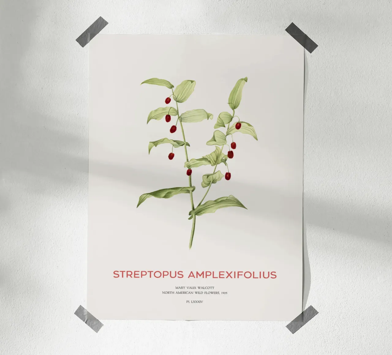 Twistedstalk oder Streptopus Amplexifolius Hahnemühle von Vintagrafica
