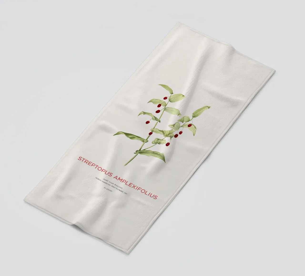 Streptopus Amplexifolius o Streptopus Twistedstalk telo mare da Vintagrafica