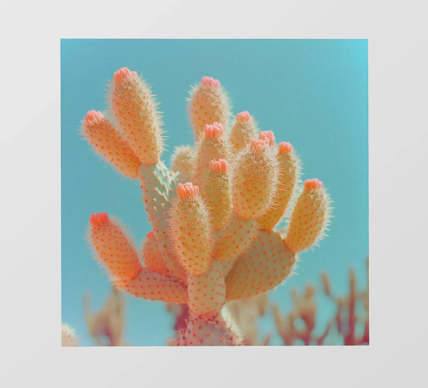 68 fotobehang van Pink California | Affiches & Posters