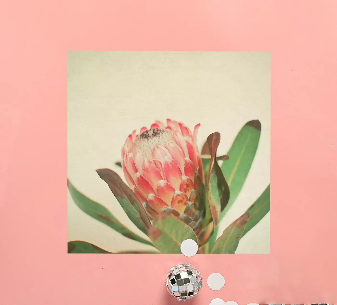 Rosa Eis Sticker von Cassia Beck Photography
