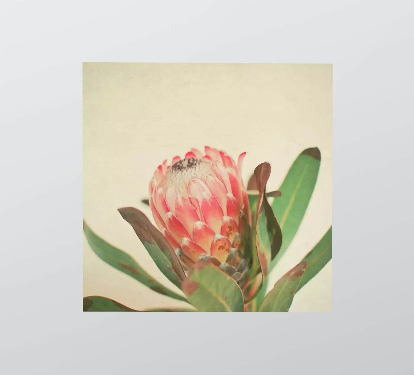 Rosa Eis Sticker von Cassia Beck Photography