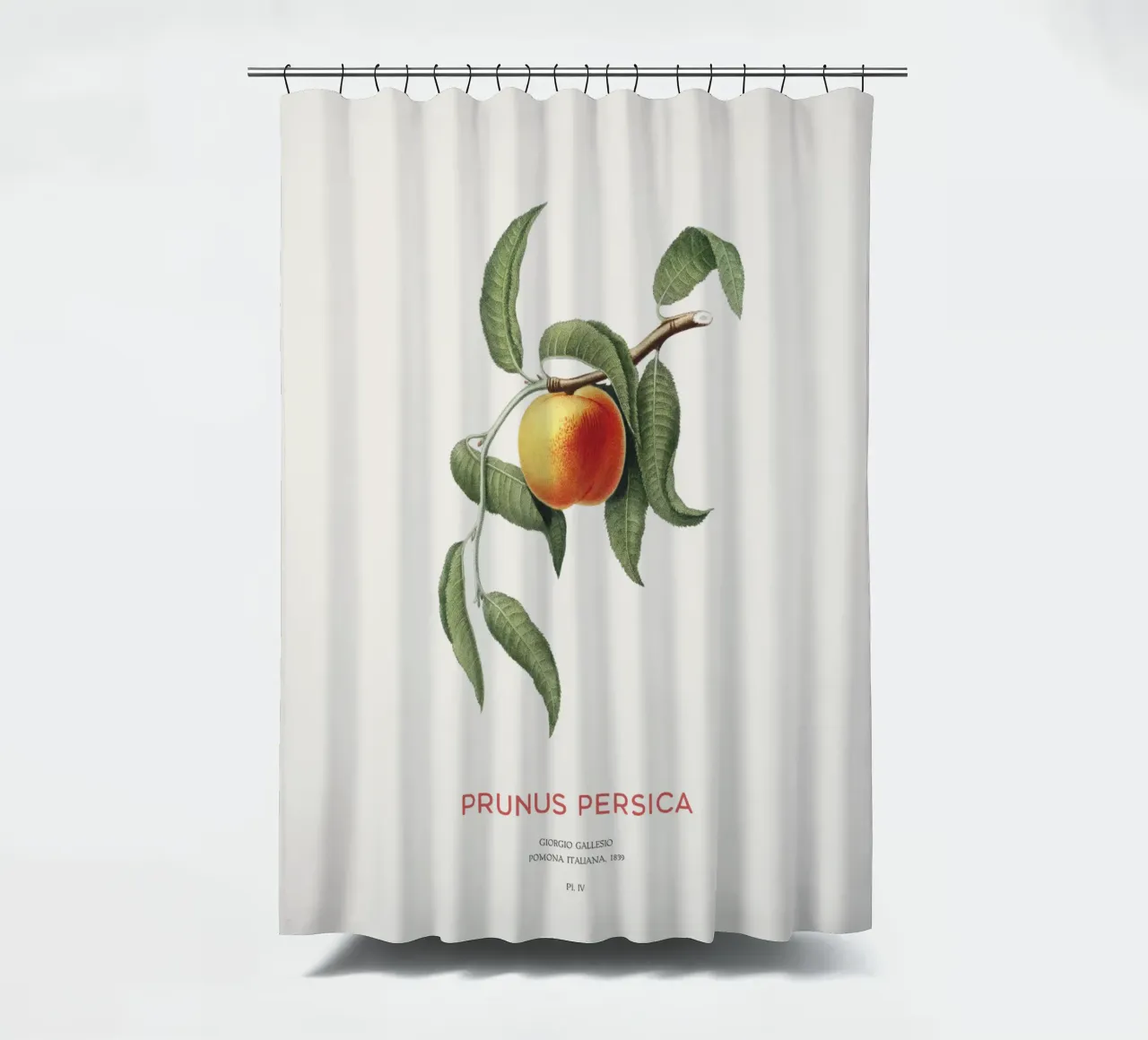 Pfirsich oder Prunus Persica Duschvorhang von Vintagrafica