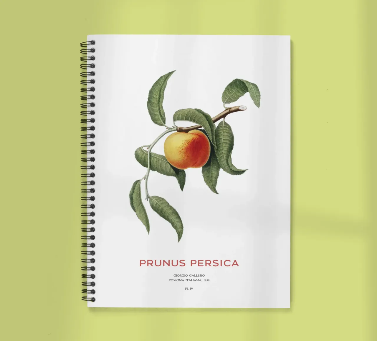 Pfirsich oder Prunus Persica Ringbuch von Vintagrafica