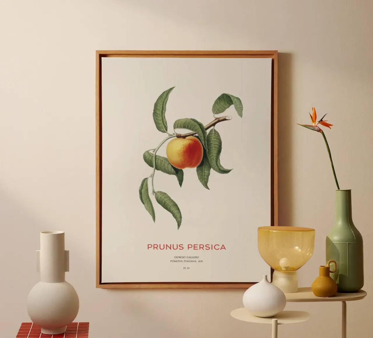 Pfirsich oder Prunus Persica Leinwand mit Schattenfugenrahmen von Vintagrafica