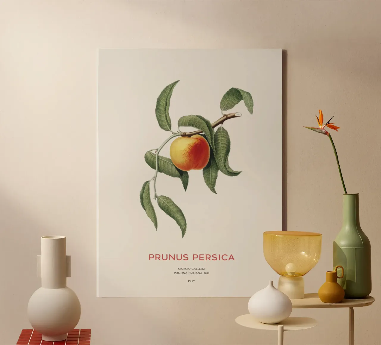 Pfirsich oder Prunus Persica Leinwand mit Schattenfugenrahmen von Vintagrafica