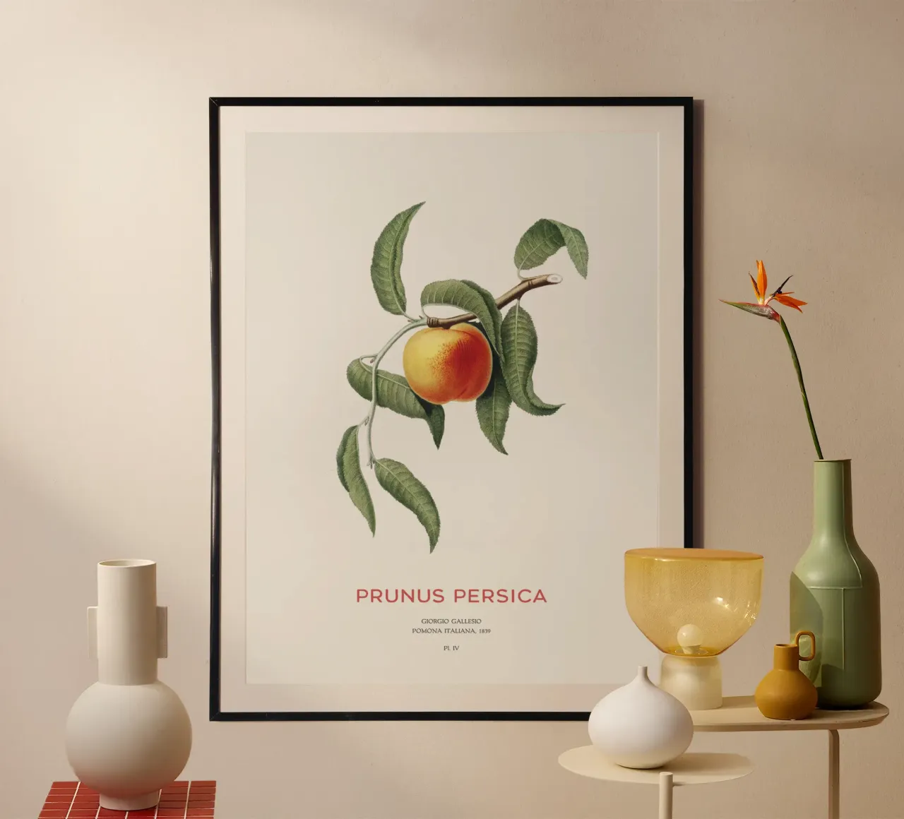 Pfirsich oder Prunus Persica Hahnemühle von Vintagrafica
