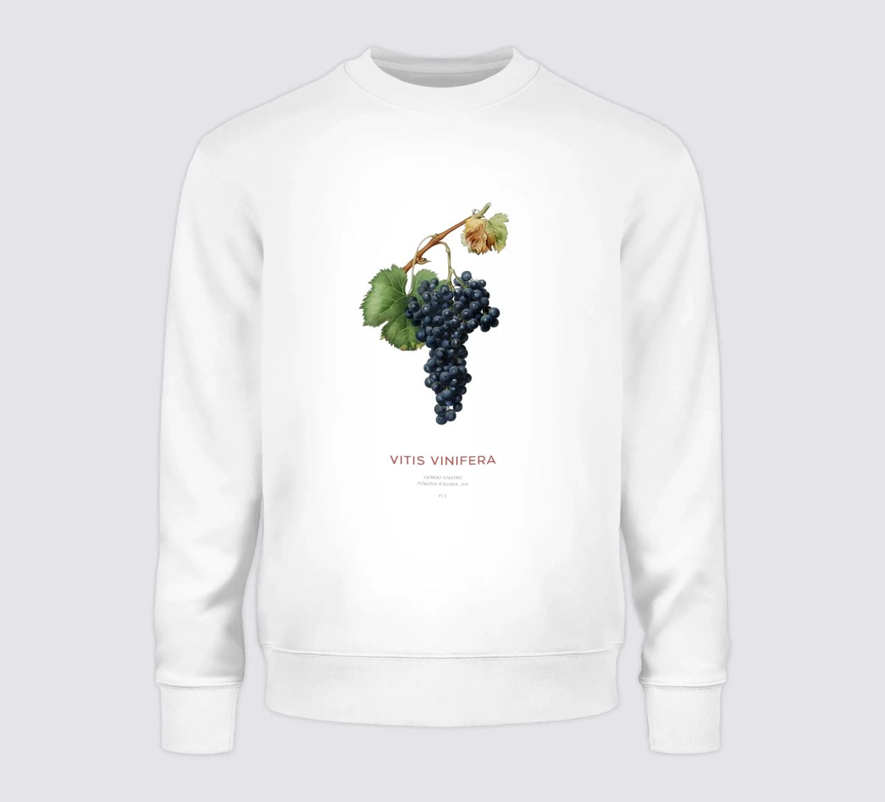 Vite d'uva o Vitis Vinifera felpa da Vintagrafica