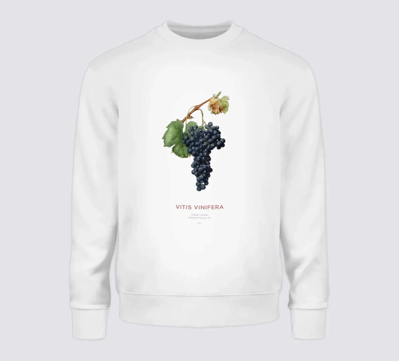 Vite d'uva o Vitis Vinifera felpa da Vintagrafica