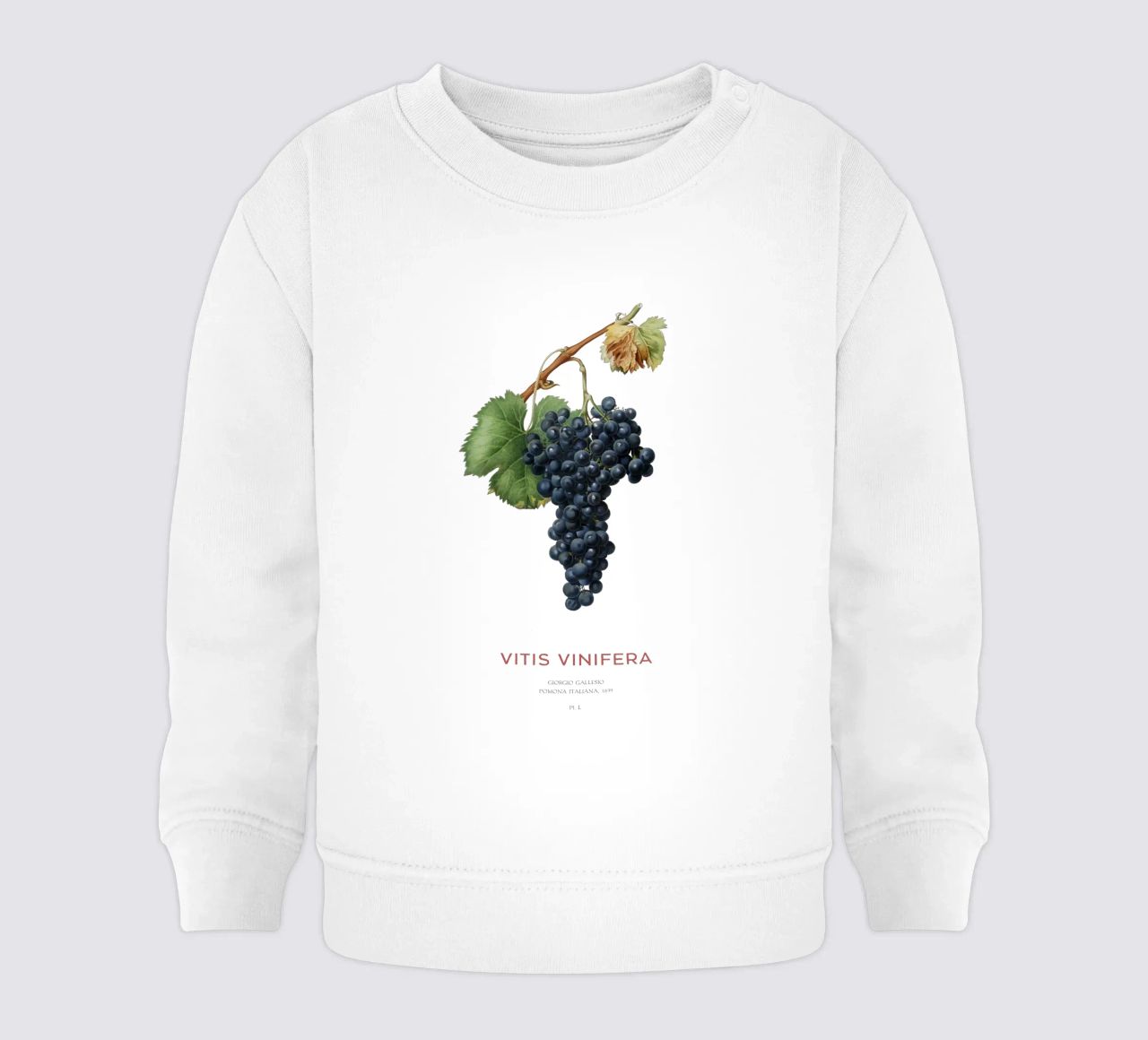 Vite d'uva o Vitis Vinifera felpa neonato da Vintagrafica