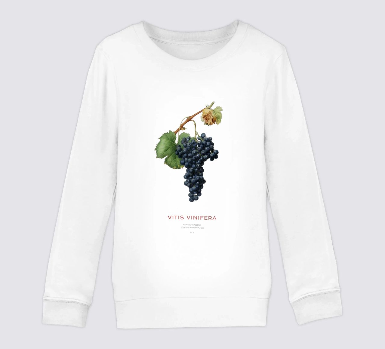 Vite d'uva o Vitis Vinifera felpa bambino da Vintagrafica