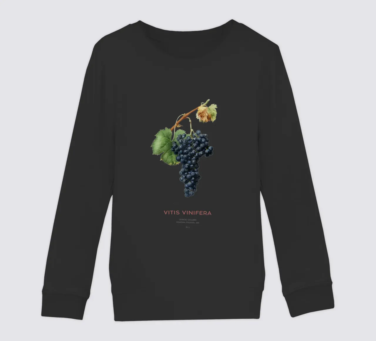 Vite d'uva o Vitis Vinifera felpa bambino da Vintagrafica
