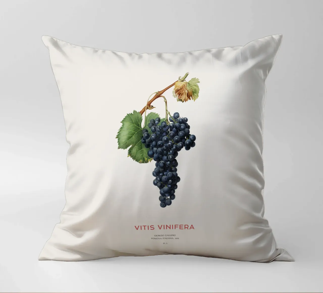 Vite d'uva o Vitis Vinifera cuscino da Vintagrafica