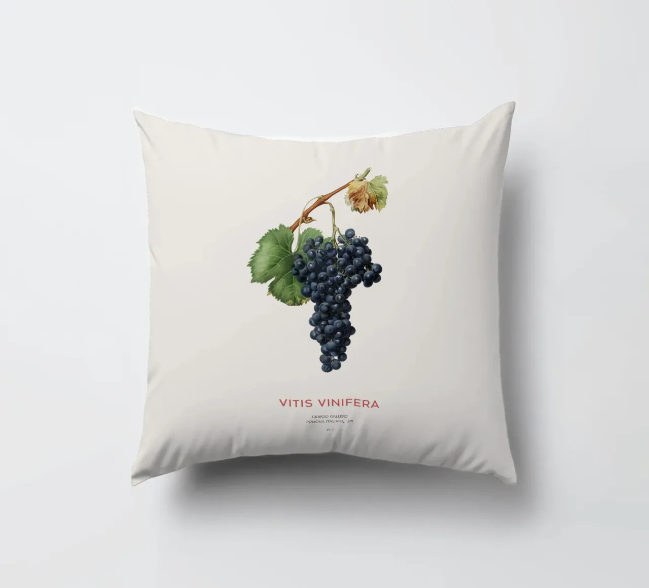 Vite d'uva o Vitis Vinifera cuscino da Vintagrafica