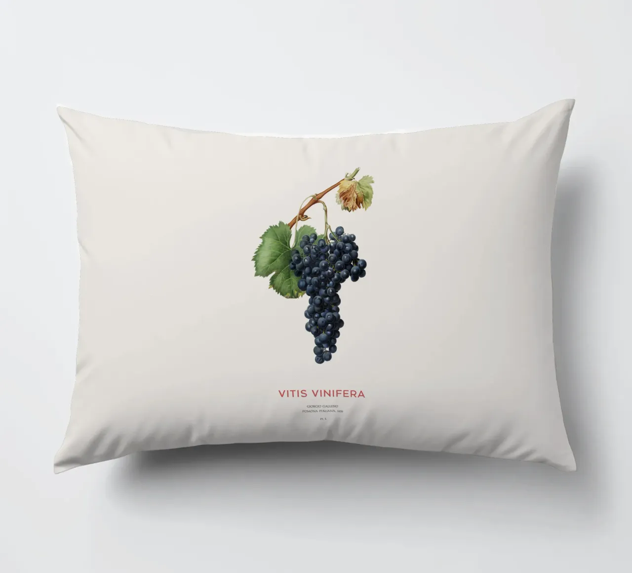 Vite d'uva o Vitis Vinifera cuscino da Vintagrafica